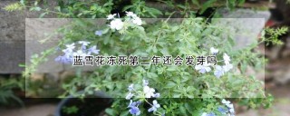 蓝雪花冻死第二年还会发芽吗,第1图