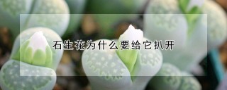 石生花为什么要给它扒开,第1图