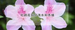 杜鹃花如何浇水和养殖,第1图