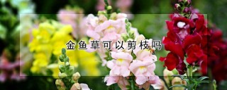 金鱼草可以剪枝吗,第1图