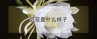 昙花是什么样子,第1图