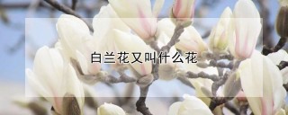 白兰花又叫什么花,第1图