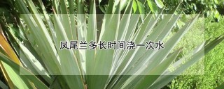 凤尾兰多长时间浇一次水,第1图