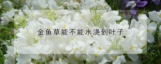 金鱼草能不能水浇到叶子,第1图