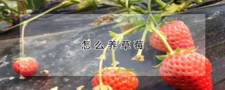 怎么养草莓,第1图