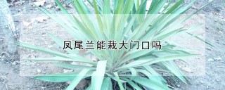 凤尾兰能栽大门口吗,第1图