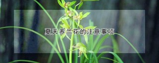 夏天养兰花的注意事项,第1图