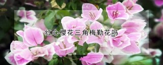 红心樱花三角梅勤花吗,第1图