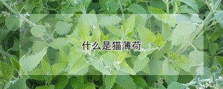 什么是猫薄荷,第1图