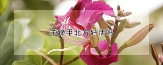 羊蹄甲北方好活吗,第1图