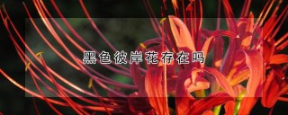 黑色彼岸花存在吗,第1图