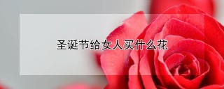 圣诞节给女人买什么花,第1图