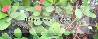 刺梅不开花光长叶子怎么回事,第1图