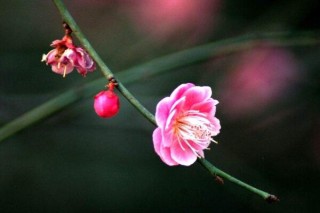 梅花干枯了怎么救活，先分析梅花干枯的原因,第2图