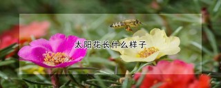 太阳花长什么样子,第1图