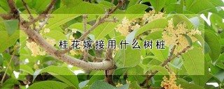 桂花嫁接用什么树桩,第1图