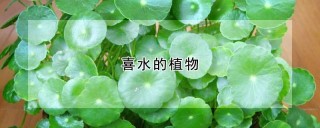 喜水的植物,第1图