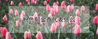 粉色郁金香代表什么,第1图