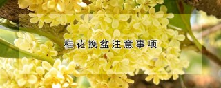 桂花换盆注意事项,第1图