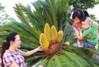 铁树开花吗，铁树多久开一次花(10-20年),第4图