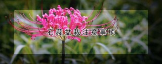 石蒜盆栽注意事项,第1图