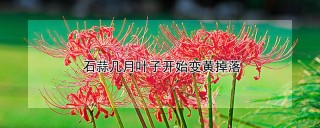 石蒜几月叶子开始变黄掉落,第1图