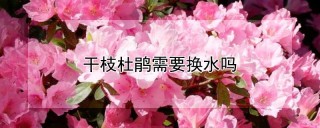 干枝杜鹃需要换水吗,第1图