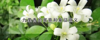 九里香的寓意和象征意义,第1图