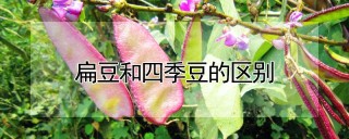 扁豆和四季豆的区别,第1图