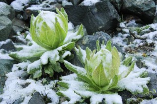 雪莲花花语,第3图