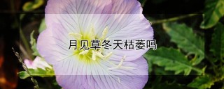 月见草冬天枯萎吗,第1图