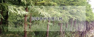 四季青树有哪几种,第1图