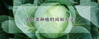 圆白菜种植时间和方法,第1图