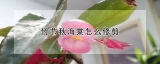 竹节秋海棠怎么修剪,第1图