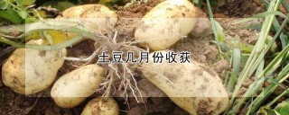 土豆几月份收获,第1图