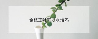 金枝玉叶可以水培吗,第1图