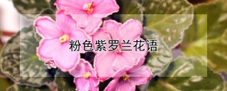 粉色紫罗兰花语,第1图