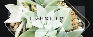 仙女杯怎么上盆,第1图