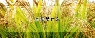 水稻是什么,第1图