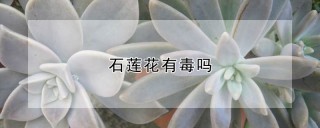 石莲花有毒吗,第1图