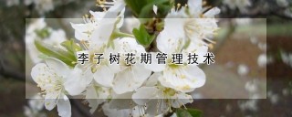 李子树花期管理技术,第1图