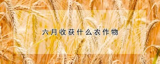 六月收获什么农作物,第1图