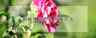 刺玫瑰花怎么养殖方法,第1图