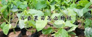 百香果苗怎么种植,第1图