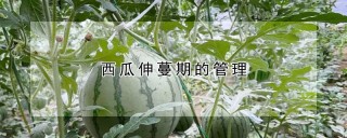 西瓜伸蔓期的管理,第1图