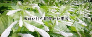 玉簪花什么时候开花季节,第1图