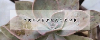 多肉叶片有黑斑是怎么回事,第1图