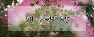 为什么芙蓉树叫鬼树,第1图