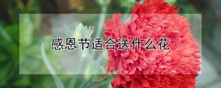 感恩节适合送什么花,第1图