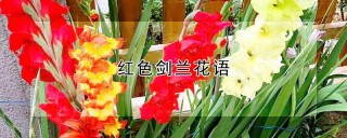 红色剑兰花语,第1图